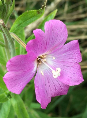 VRBOVKA CHLUPATÁ (Epilobium hirsutum) FOTO: Marta Knauerová