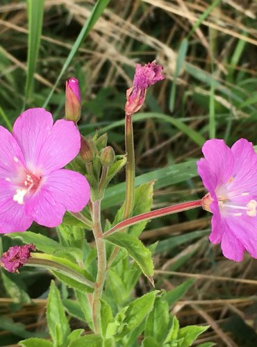 VRBOVKA CHLUPATÁ (Epilobium hirsutum) FOTO: Marta Knauerová