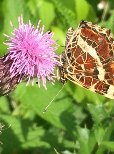 BABOČKA SÍŤKOVANÁ (Araschnia levana) LETNÍ FORMA – FOTO: Marta Knauerová