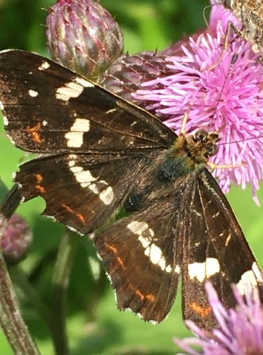 BABOČKA SÍŤKOVANÁ (Araschnia levana) LETNÍ FORMA – FOTO: Marta Knauerová