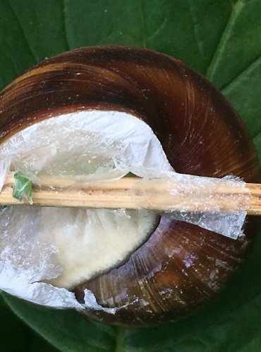 HLEMÝŽĎ ZAHRADNÍ (Helix pomatia) – OHROŽENÝ DRUH – FOTO: Marta Knauerová