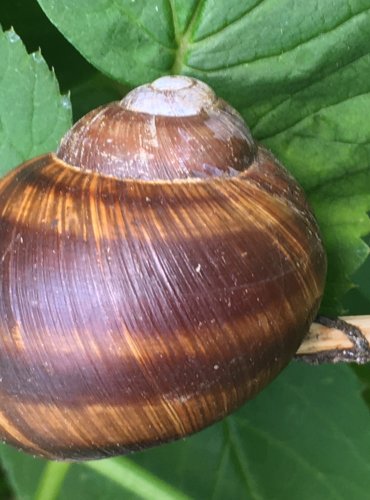 HLEMÝŽĎ ZAHRADNÍ (Helix pomatia) – OHROŽENÝ DRUH – FOTO: Marta Knauerová