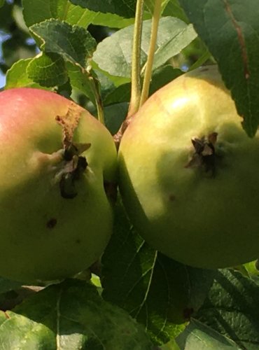 JABLOŇ (Malus spp.) bez bližšího určení – FOTO: Marta Knauerová