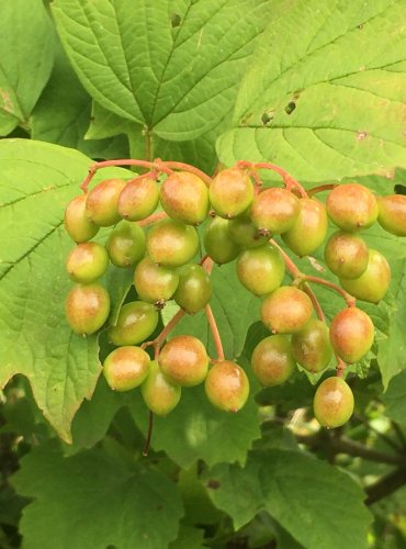 KALINA OBECNÁ (Viburnum opulus) ZRAJÍCÍ PLODY – FOTO: Marta Knauerová, 2022