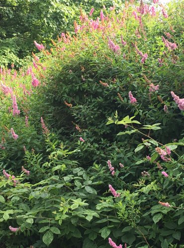 TAVOLNÍK VRBOLISTÝ (Spiraea salicifolia) FOTO: Marta Knauerová