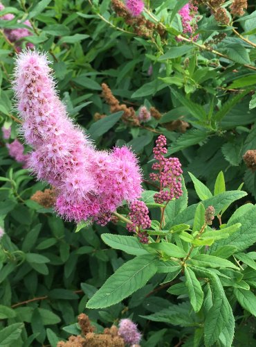 TAVOLNÍK VRBOLISTÝ (Spiraea salicifolia) FOTO: Marta Knauerová