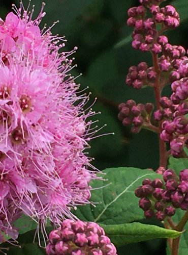 TAVOLNÍK VRBOLISTÝ (Spiraea salicifolia) FOTO: Marta Knauerová