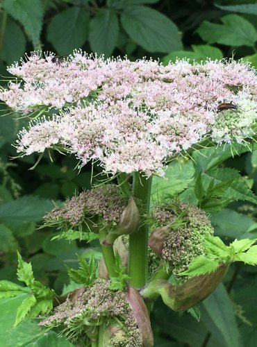 DĚHEL LESNÍ (Angelica sylvestris) FOTO: Marta Knauerová