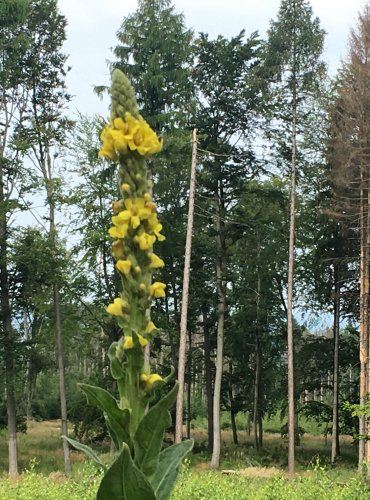 DIVIZNA MALOKVĚTÁ (Verbascum thapsus) FOTO: Marta Knauerová