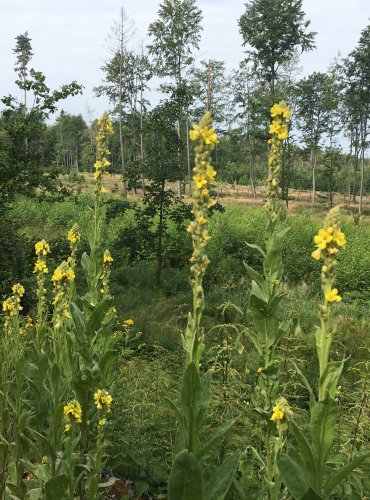 DIVIZNA MALOKVĚTÁ (Verbascum thapsus) FOTO: Marta Knauerová