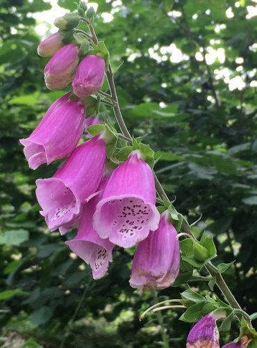 NÁPRSTNÍK ČERVENÝ (Digitalis purpurea) FOTO: Marta Knauerová