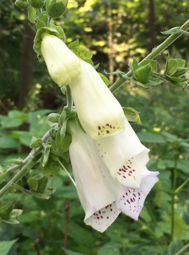 NÁPRSTNÍK ČERVENÝ (Digitalis purpurea) BÍLÁ FORMA, FOTO: Marta Knauerová