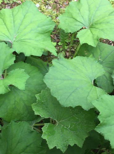 PODBĚL LÉKAŘSKÝ (Tussilago farfara) LISTY PO ODKVĚTU – FOTO: Marta Knauerová