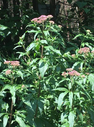 SADEC KONOPÁČ (Eupatorium cannabinum) FOTO: Marta Knauerová