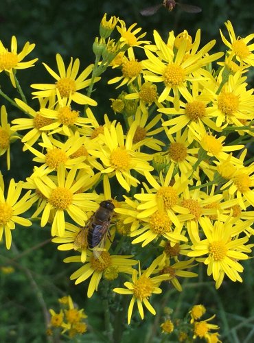 STARČEK FUCHSŮV (Senecio ovatus) FOTO: Marta Knauerová