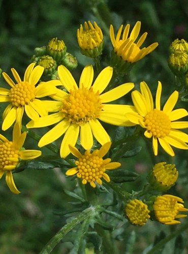 STARČEK PŘÍMĚTNÍK (Senecio jacobaea) FOTO: Marta Knauerová