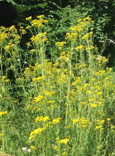 STARČEK PŘÍMĚTNÍK (Senecio jacobaea) FOTO: Marta Knauerová