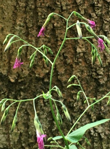 VĚSENKA NACHOVÁ (Prenanthes purpurea) FOTO: Marta Knauerová