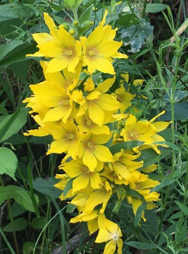 VRBINA TEČKOVANÁ (Lysimachia punctata) FOTO: Marta Knauerová