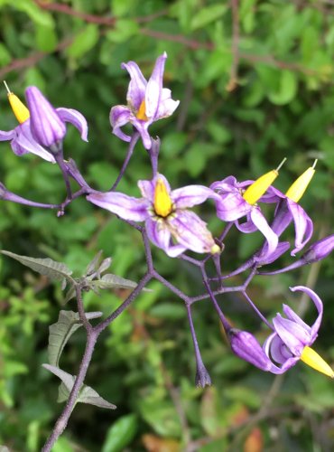 LILEK POTMĚCHUŤ (Solanum dulcamara) FOTO: Marta Knauerová