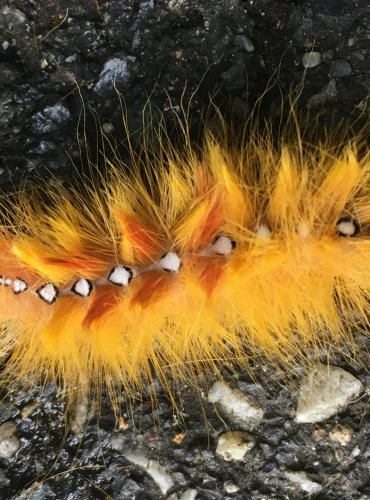 HOUSENKA – ŠÍPOVĚNKA MAĎALOVÁ – JAVOROVÁ (Acronicta aceris) FOTO: 