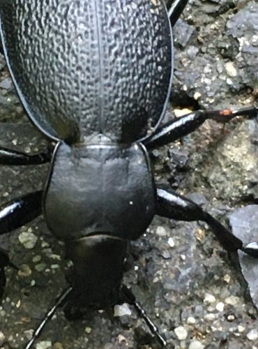 STŘEVLÍK KOŽITÝ (Carabus coriaceus) FOTO: Marta Knauerová