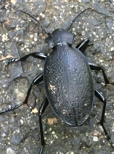 STŘEVLÍK KOŽITÝ (Carabus coriaceus) FOTO: Marta Knauerová