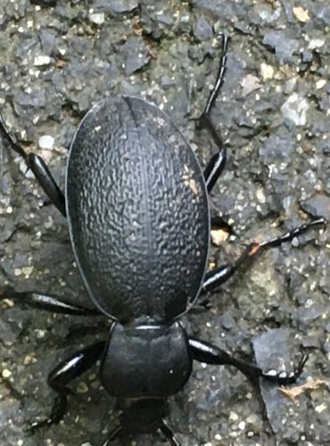 STŘEVLÍK KOŽITÝ (Carabus coriaceus) FOTO: Marta Knauerová