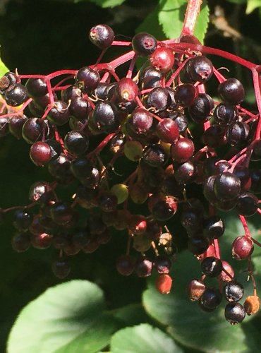 BEZ ČERNÝ (Sambucus nigra) ZRAJÍCÍ PLODY – FOTO: Marta Knauerová