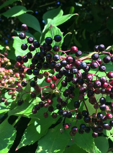 BEZ ČERNÝ (Sambucus nigra) ZRAJÍCÍ PLODY – FOTO: Marta Knauerová