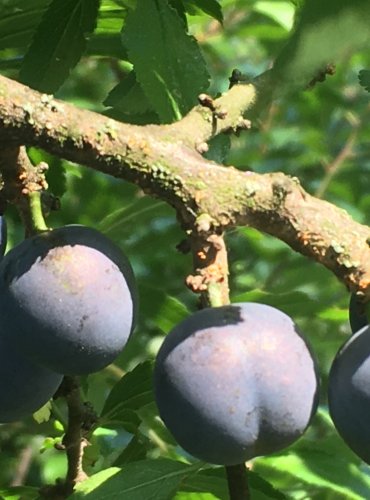 TRNKA OBECNÁ (Prunus spinoza) ZRALÉ PLODY – FOTO: Marta Knauerová