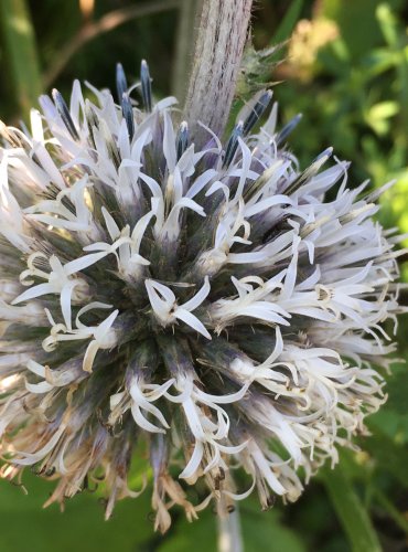 BĚLOTRN KULATOHLAVÝ (Echinops sphaerocephalus) FOTO: Marta Knauerová