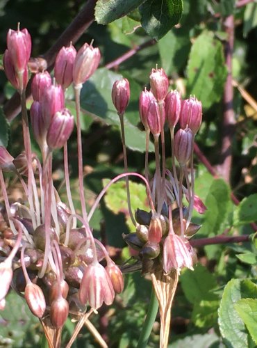 ČESNEK OŘEŠEC (Alium scorodoprasum) ZRALÉ PLODENSTVÍ – FOTO: Marta Knauerová