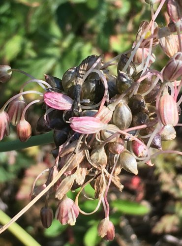 ČESNEK VINIČNÝ (Alium vienale) ZRALÉ PLODENSTVÍ – FOTO: Marta Knauerová