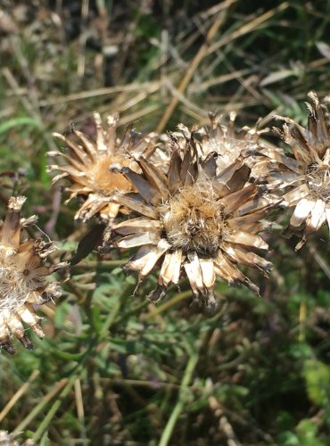 CHRPA ČEKÁNEK (Centaurea scabiosa) ZRALÉ PLODENSTVÍ – FOTO: Marta Knauerová