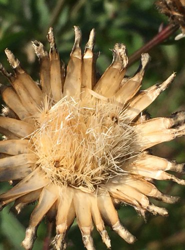 CHRPA ČEKÁNEK (Centaurea scabiosa) ZRALÉ PLODENSTVÍ – FOTO: Marta Knauerová