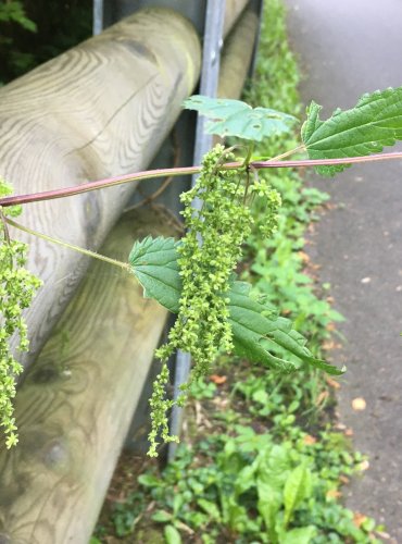 KOPŘIVA DVOUDOMÁ (Urtica dioica) ZRALÉ PLODENSTVÍ – FOTO: Marta Knauerová