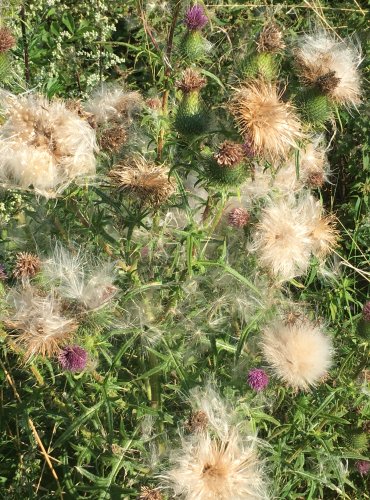 PCHÁČ OBECNÝ (Cirsium vulgare) ZRALÉ PLODENSTVÍ – FOTO: Marta Knauerová