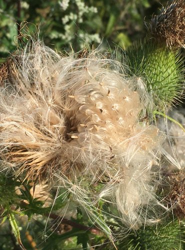 PCHÁČ OBECNÝ (Cirsium vulgare) ZRALÉ PLODENSTVÍ – FOTO: Marta Knauerová