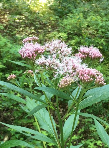 SADEC KONOPÁČ (Eupatorium cannabinum) FOTO: Marta Knauerová