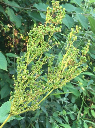 TUŽEBNÍK JILMOVÝ (Filipendula ulmaria) ZRAJÍCÍ PLODENSTVÍ – FOTO: Marta Knauerová 