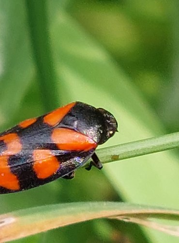 PĚNODĚJKA ČERVENÁ (Cercopis vulnerata) FOTO: Marta Knauerová, 2022