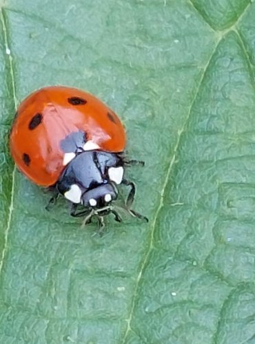 SLUNÉČKO SEDMITEČNÉ (Coccinella septempunctata), 2022