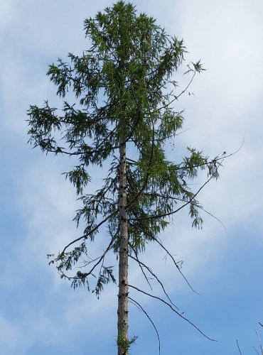 POHLED VZHŮRU – FOTO: Marta Knauerová, 2022