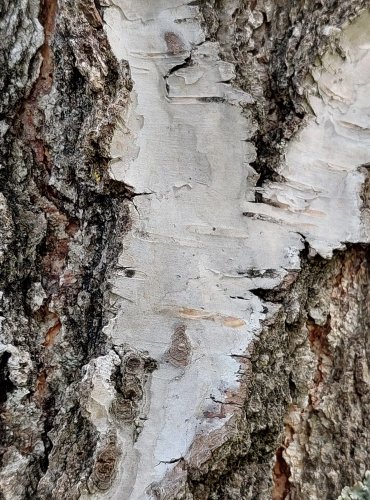 KŮRA BŘÍZY BĚLOKORÉ (Betula pendula) FOTO: Marta Knauerová, 2022