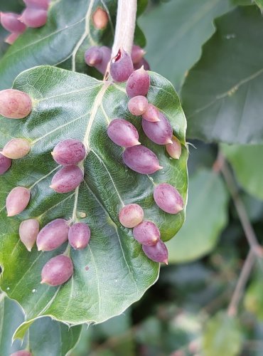 BUK LESNÍ (Fagus sylvatica) HÁLKY BEJLOMORKY BUKOVÉ (Mikiola fagi) – FOTO: Marta Knauerová, 2022

