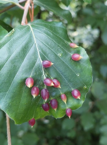 BUK LESNÍ (Fagus sylvatica) HÁLKY BEJLOMORKY BUKOVÉ (Mikiola fagi) – FOTO: Marta Knauerová, 2022

