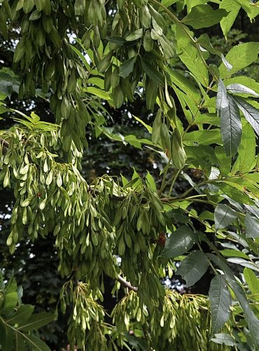 JASAN ZTEPILÝ (Fraxinus excelsior) NEZRALÉ PLODY, KŘÍDLATÉ PODLOUHLÉ NAŽKY – FOTO: Marta Knauerová, 2022