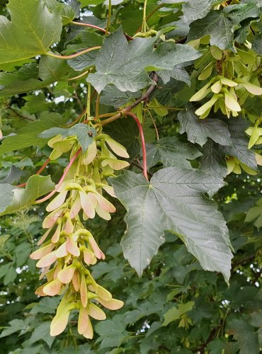 JAVOR KLEN (Acer pseudoplatanus) NEZRALÉ PLODY, DVOUNAŽKY – FOTO: Marta Knauerová, 2022