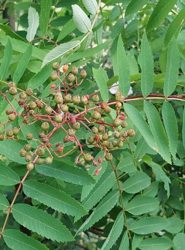 JEŘÁB PTAČÍ (Sorbus aucuparia) NEZRALÉ PLODY (MALVICE) FOTO: Marta Knauerová (2022)